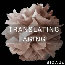 Translating Aging Podcast Image